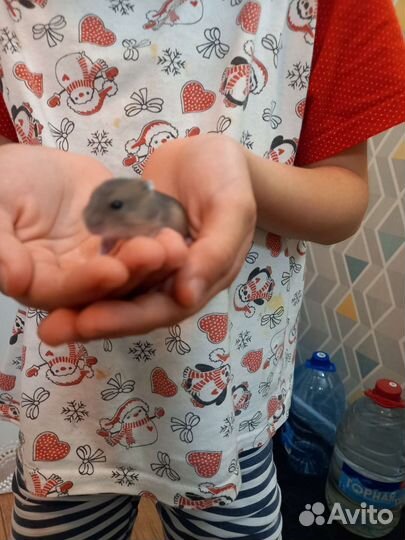 Джунгарский хомяк маленький