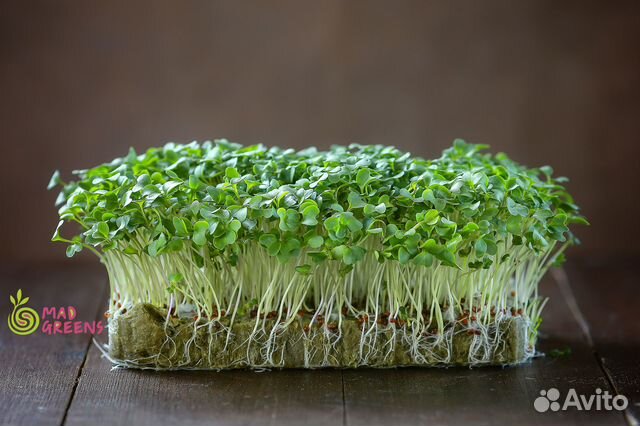 Микрозелень Брокколи Калабрезе