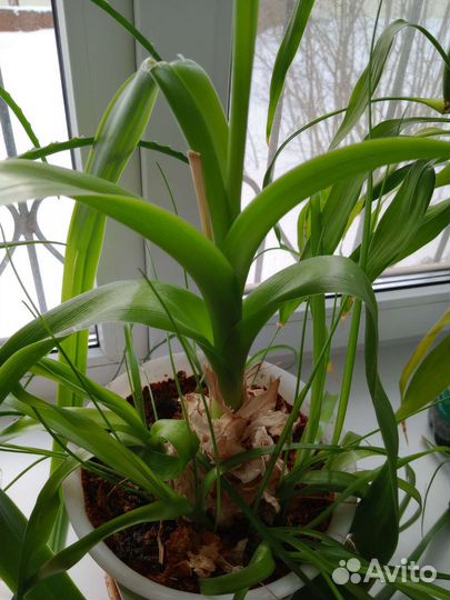 Индийский лук