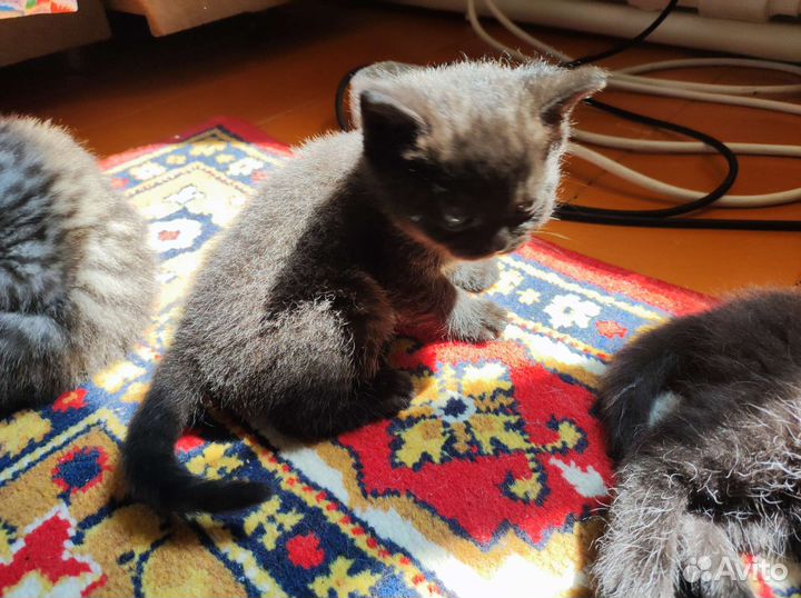 Шотландская