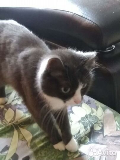 Кошка в дар