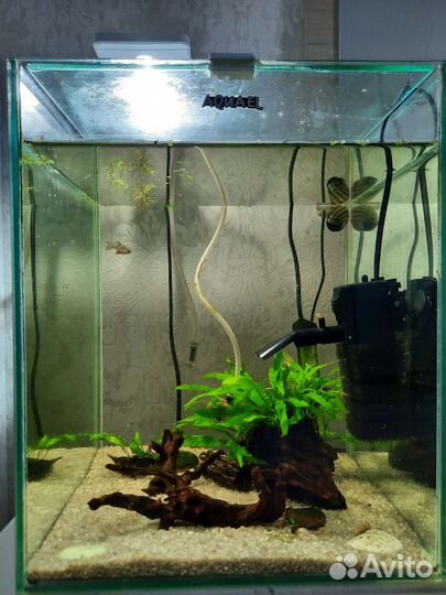 Аквариум кубик Aquael, грунт Dennerle, коряги