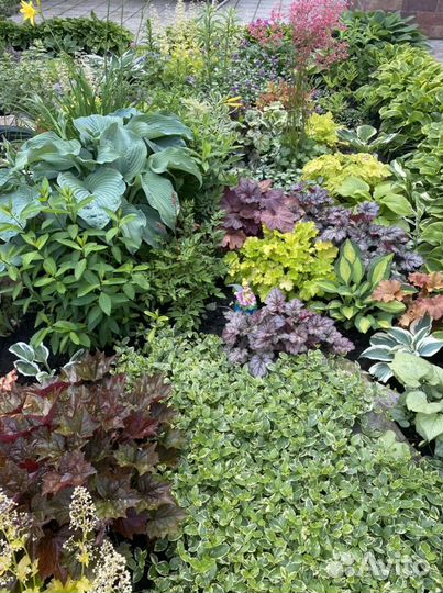 Многолетние цветы для сада