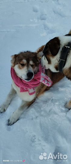 Собака в добрые руки