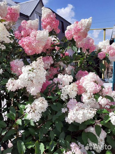 Гортензия цветы