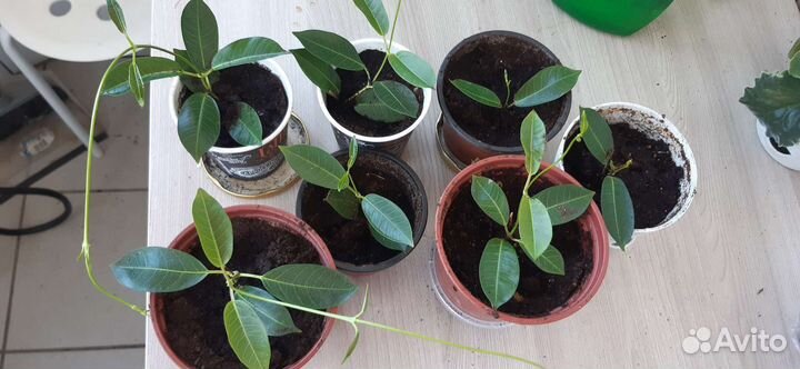 Мандевилла Diamantina Jade White - королева цветов