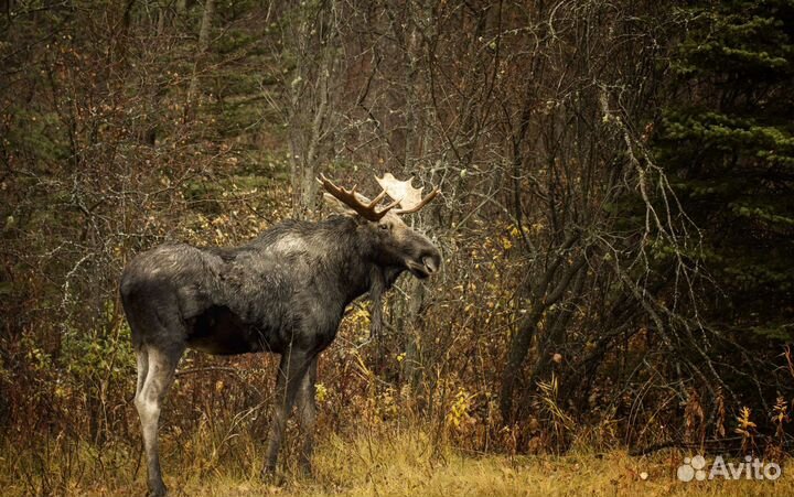 Колбаса/Мясо дичь