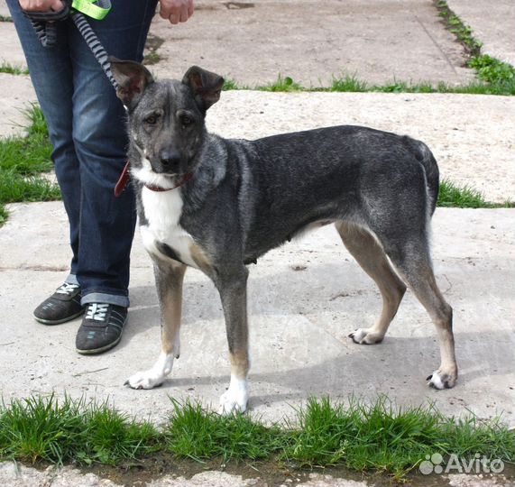 Собака в добрые руки