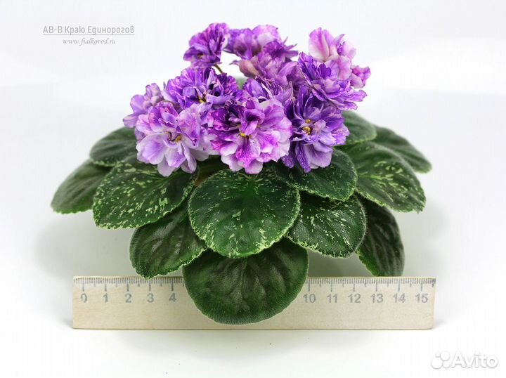 Фиалки детки новинки коллекции