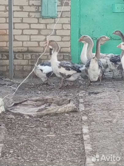 Холмогорские гуси