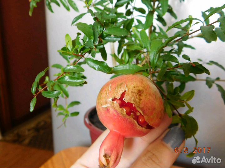 Гранат комнатный