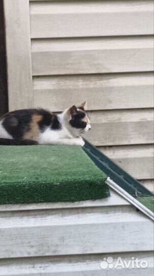 Котята в добрые руки бесплатно