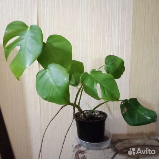 Монстера вариегатная Альба