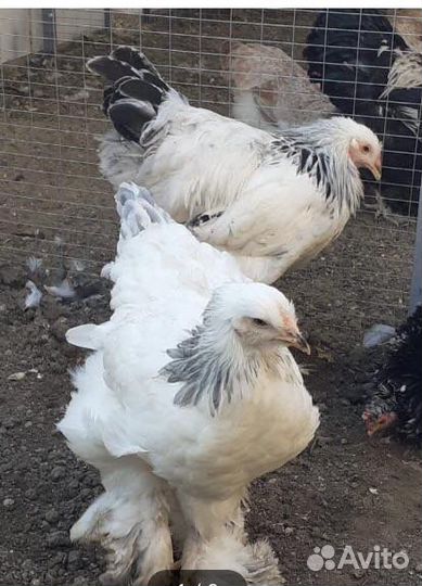 Продам инкубационное яйцо чистокровных пород