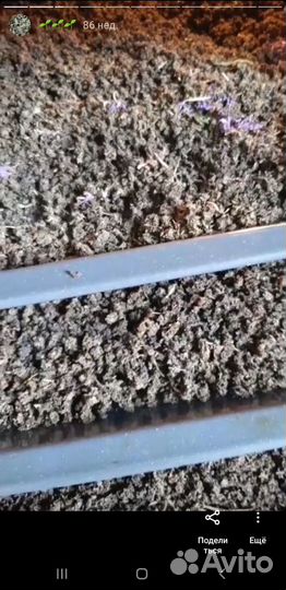 Томаты с корня. Иван-чай, мята,душица,мелисса и др