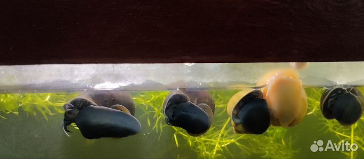 Улитки аквариумные ампулярии