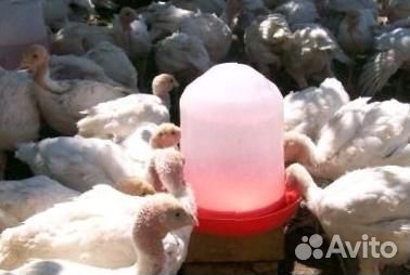 Поилка вакуумная для птиц 5 л