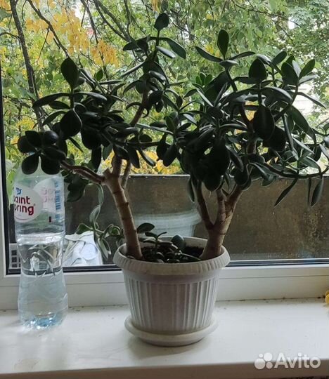 Красивое денежное деревце