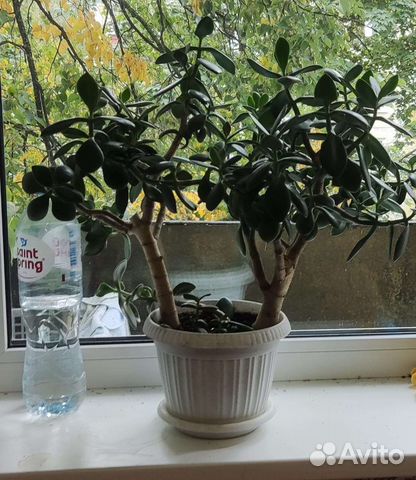 Красивое денежное деревце