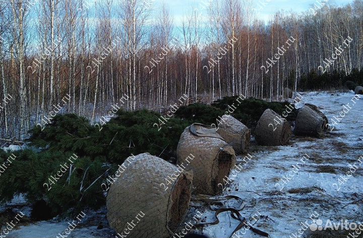 Дерево кедра