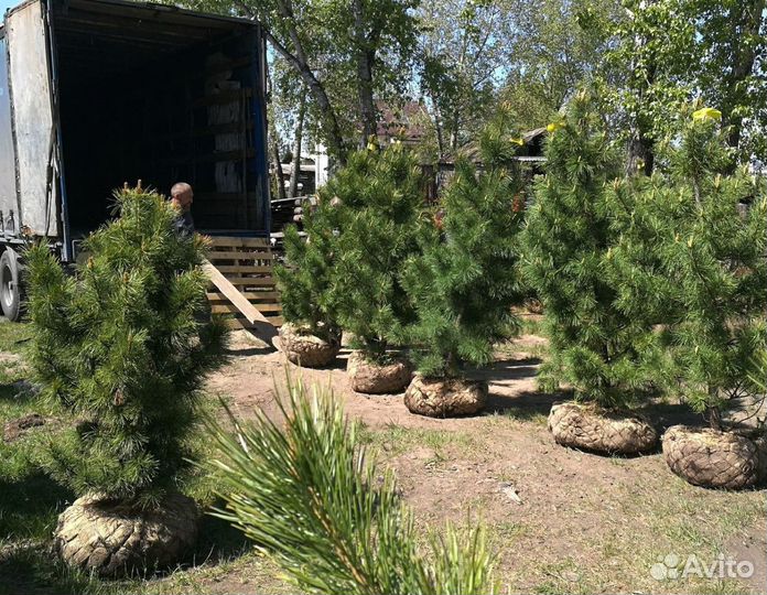 Саженцы кедра от производителя экстра класс