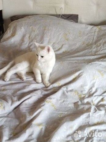 Отдам кота в добрые руки
