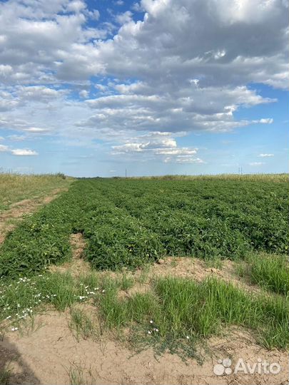 Выкуп поля с помидорами