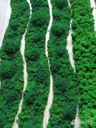 Мох Панели Полоски Панно