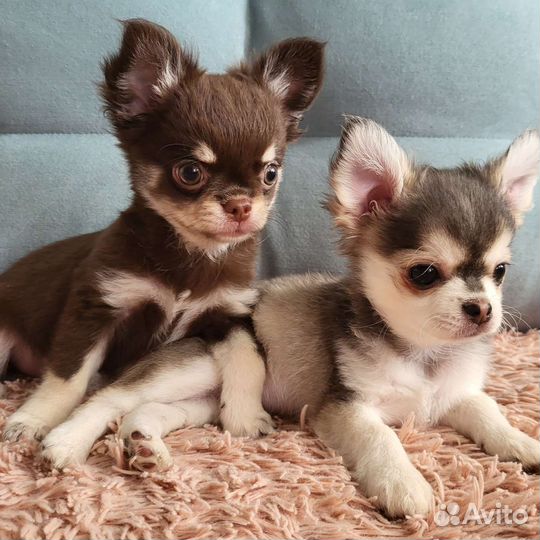 Мальчик Чихуахуа