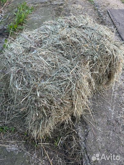 Сено в брикетах