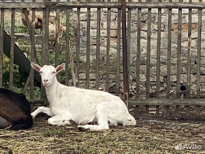 Сельхозживотные