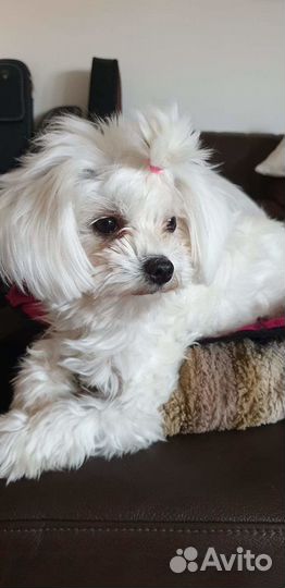 Щенки мальтезер