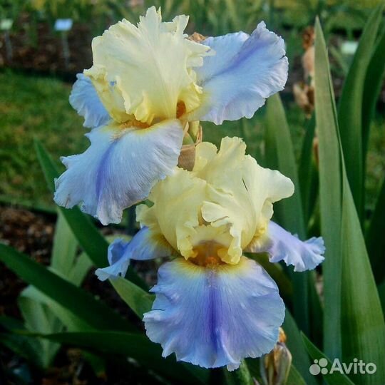 Первоцветы многолетние