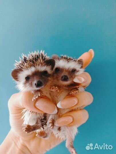 Карликовый Африканский ёжик