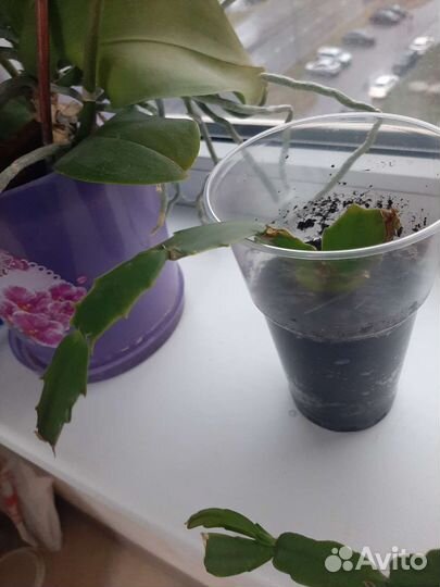 Цветок декабрист