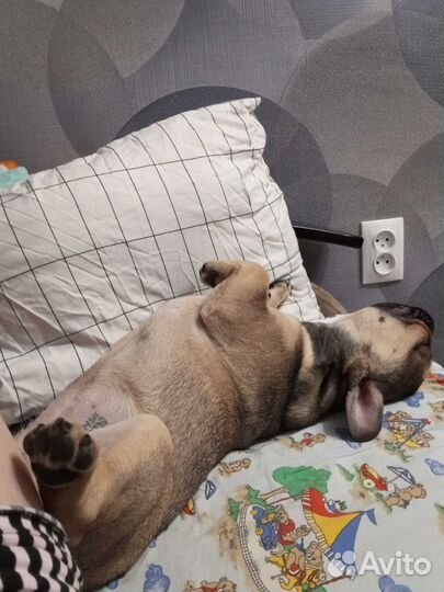 Французский бульдог немецкая овчарка