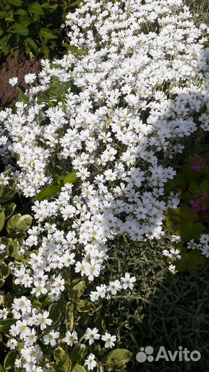 Хоста,хризантема