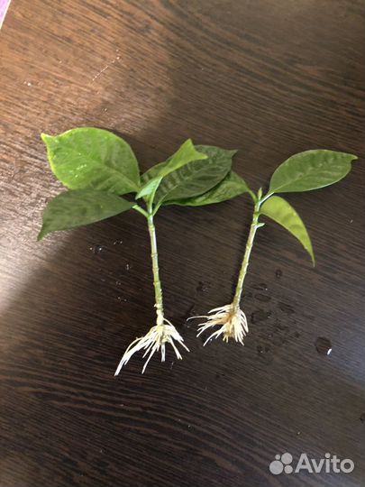 Табернемонтана махровая