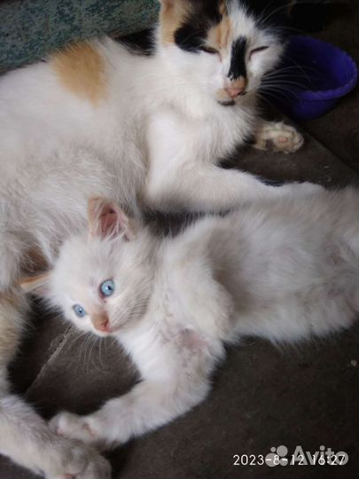 Отдам котят в добрые руки