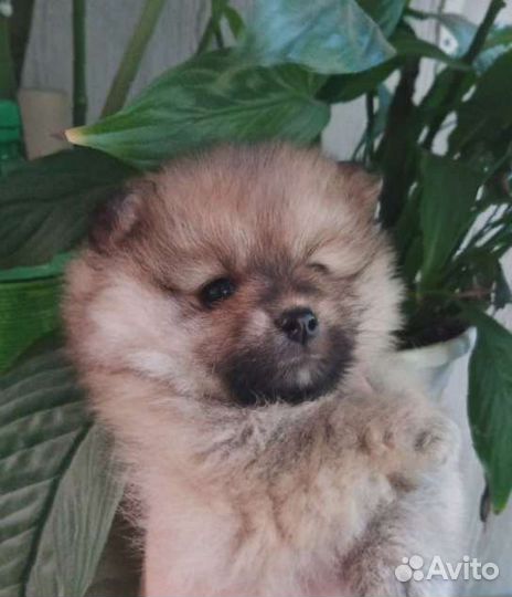 Щенки шпица