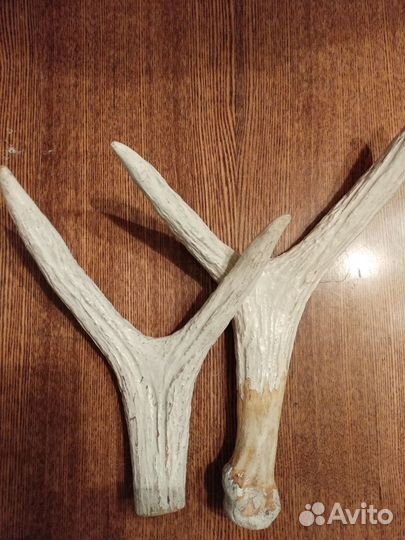 Рога оленя