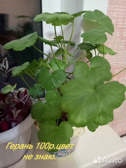 Комнатные растения