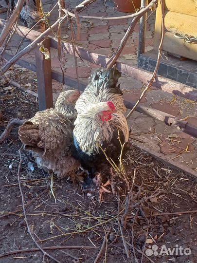 Племенные петухи, умеют все