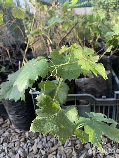 Саденцы винограда талисман, и др, грец ореха