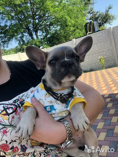 Французский бульдог щенки