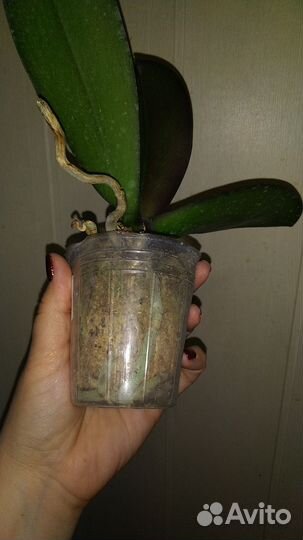 Орхидея Baidan's Kaleidoscope