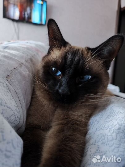 Отдам кота в добрые руки