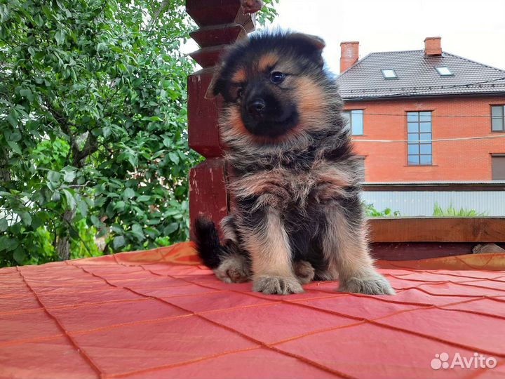 Щеночки Немецкой овчарки с док.ркф