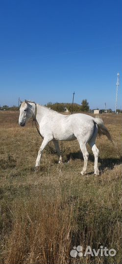 Жеребец 7лет,рабочийвыполняет все сел/работы