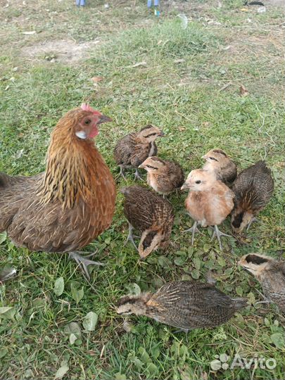 Цыплята разных пород